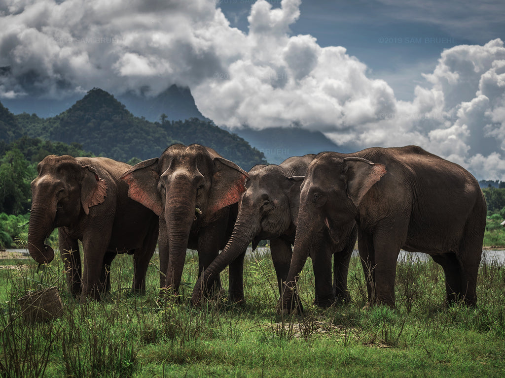 Asian Elephants, Laos