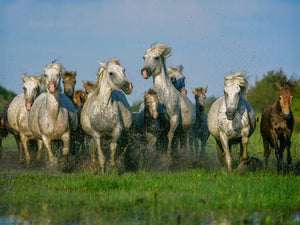 Wild Horses, Camargue France