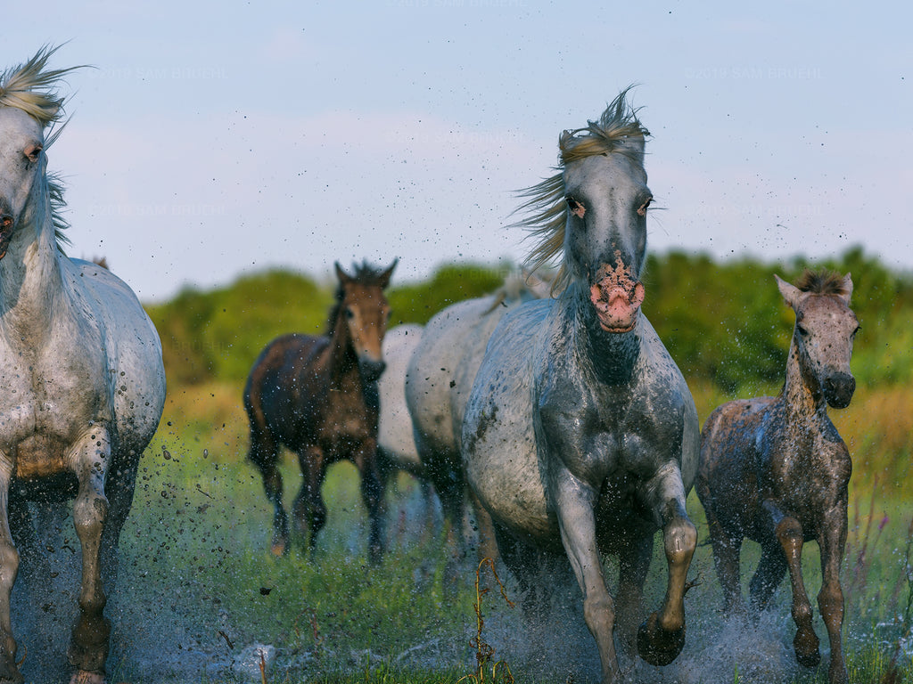 Wild Horses, Camargue France