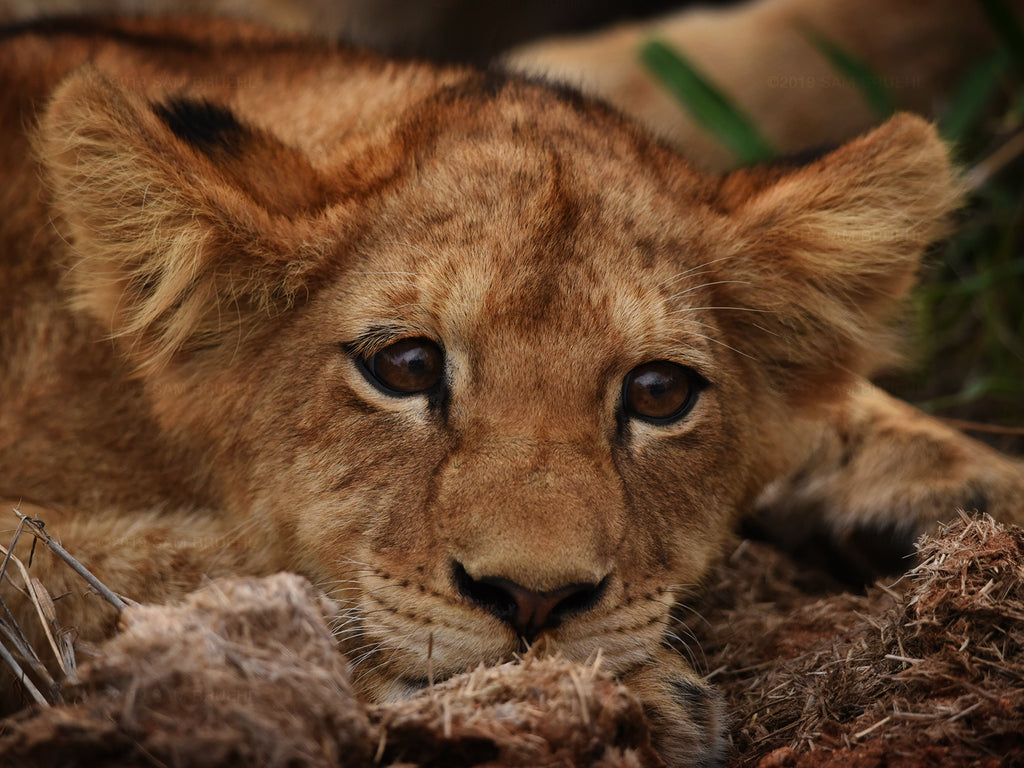 Lion Cub, KNP South Africa
