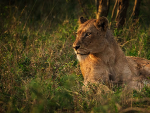 Lioness, KNP South Africa