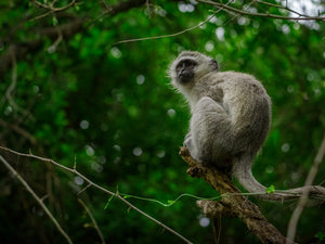 Vervet Monkey, KNP South Africa